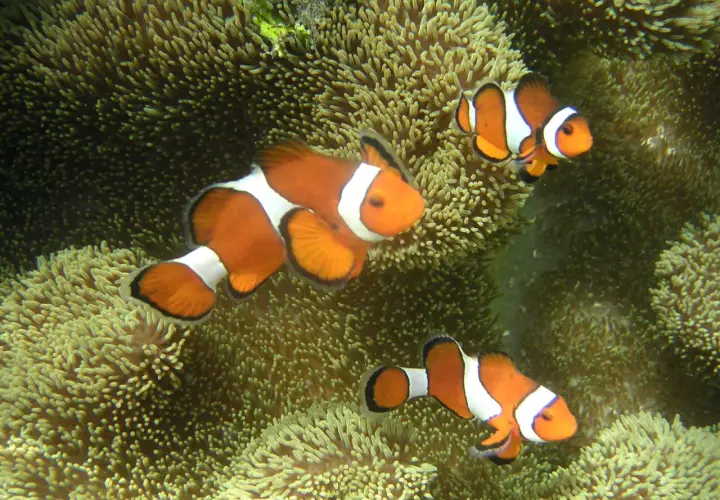 Tre clownfiskar simmar bland anemoner. De orangevita fiskarna trivs bland de mjuka tentaklerna, en vacker undervattensvärld där anemoner odla liv.