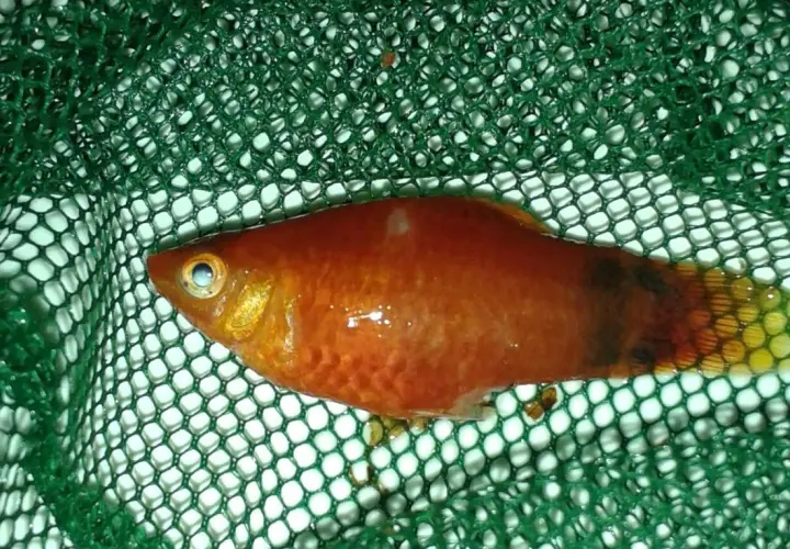 En orange platy i ett grönt nät. Fisken har en mörkare fläck på stjärten och verkar ha en platy temperatur.