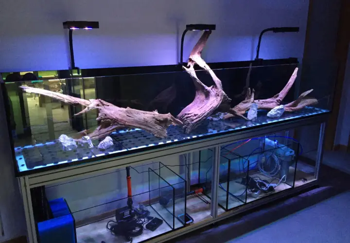Stort akvarium med drivved och stenar, belyst av blått ljus. Akrylglas ger en klar och ren vy.