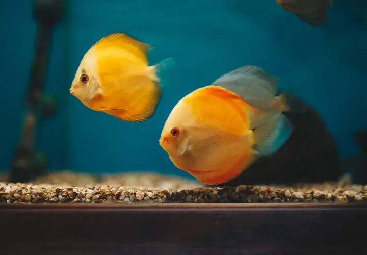 Två lysande gula diskusfiskar simmar i ett cl2 akvarium med blå bakgrund och grusig botten.