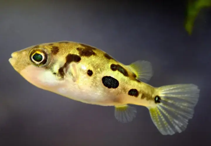 En guldfärgad pufferfisk med mörka fläckar simmar i akvariet.