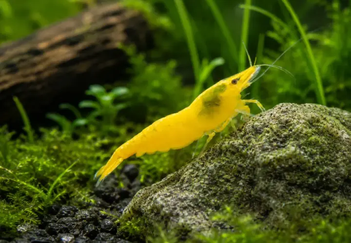 En klar gul räka, likt en liten nerite snail, klättrar på en mossig sten i ett akvarium.