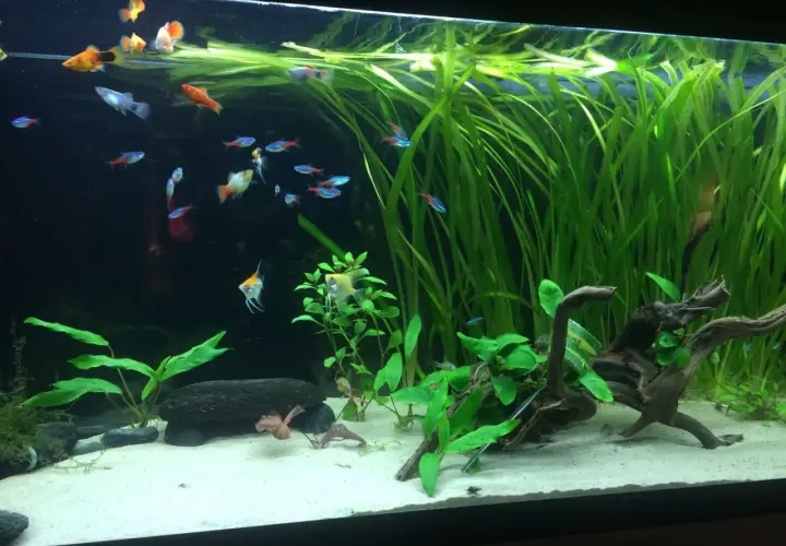 Ett akvarium med molly yngel och andra småfiskar simmar bland frodiga gröna växter och drivved.