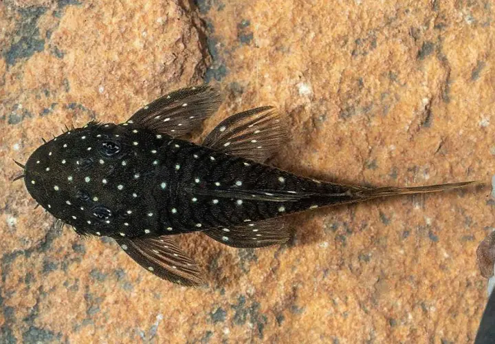En prickig mal med vita prickar på mörk botten vilar på en sten.