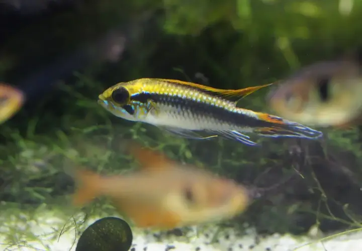 En regnbågsciklid simmar i ett akvarium med andra fiskar och grönska.