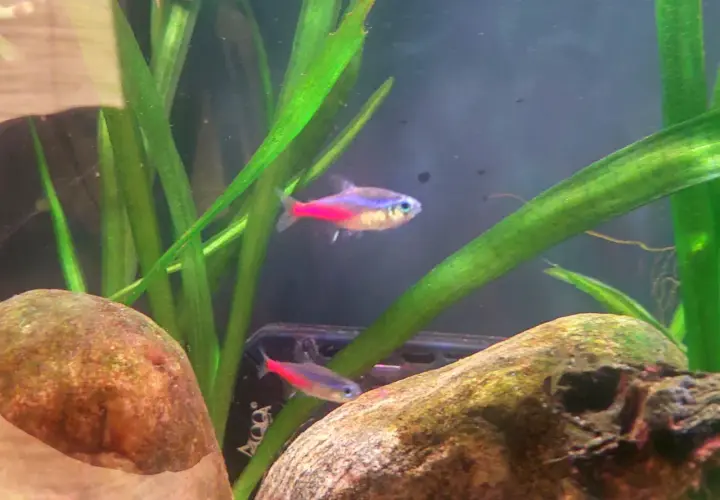 Två neontetror simmar bland gröna växter och stenar i ett akvarium. En av fiskarna har en intensiv neonsjukan-liknande färg.