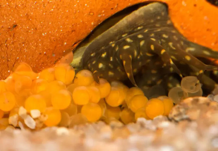 En vuxen Ancistrus vaktar sina orange ägg i ett grovt, orange gömställe. Några yngel syns redan i de genomskinliga äggen.