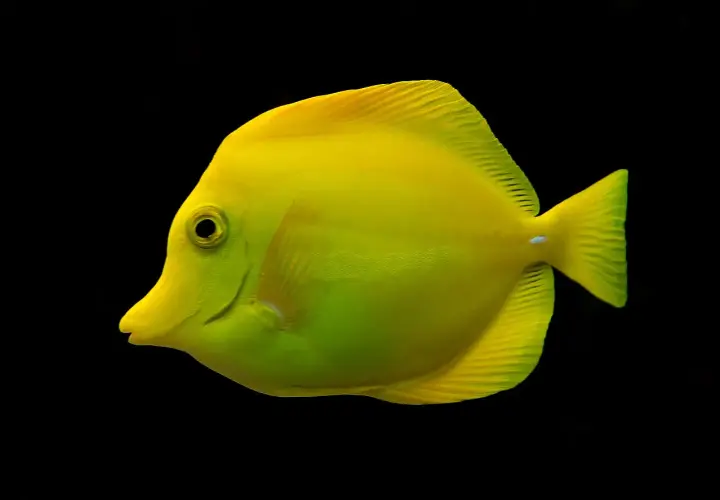 En lys gul kirurgfisk, en yellow tang, simmar mot en svart bakgrund.