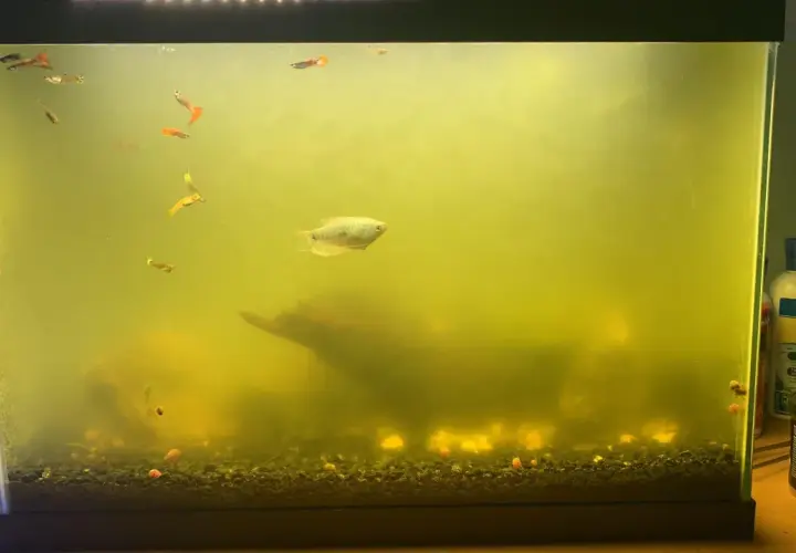 Akvarium med grumligt, gult vatten och flera små fiskar, inklusive guppys och en större fisk. En bit drivved syns i bakgrunden. En UV-filter för akvarium kan behövas.