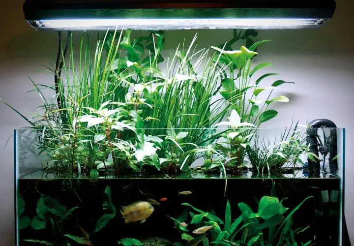 Vackert akvarium med frodiga växter och fiskar. Vattnet är klart, vilket tyder på god balans och tillräckligt med kalium i vattnet för växternas tillväxt.