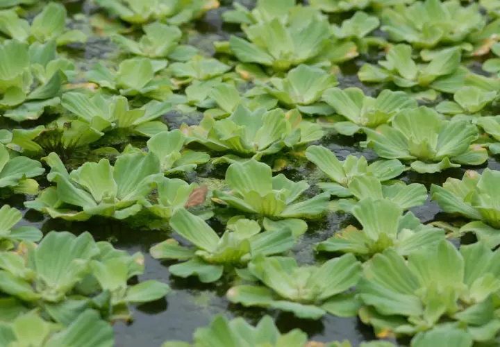 En tät matta av pistia stratiotes, även kallad vattenkål, täcker den mörka vattenytan.