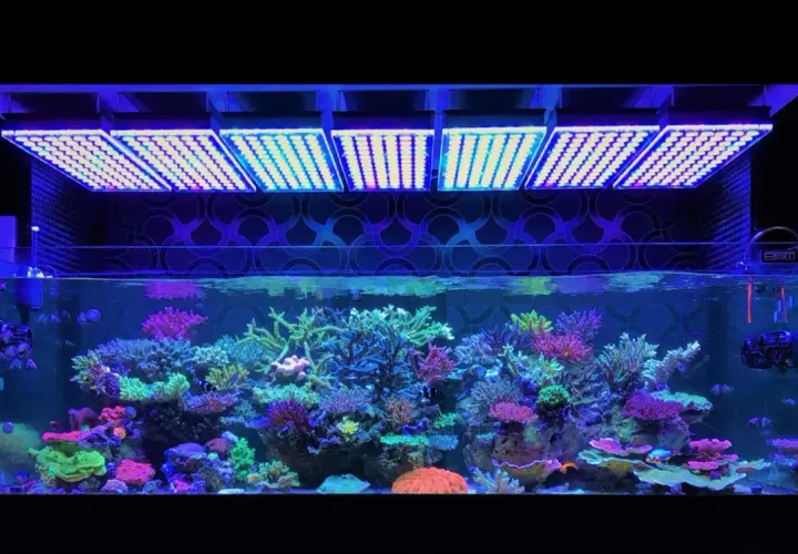 Ett akvarium fyllt med färgglada koraller och fiskar, belyst av en kraftfull hid lampa ovanför.