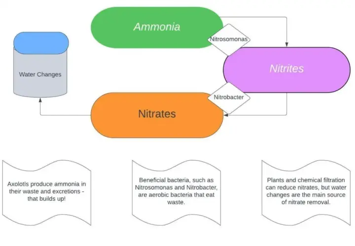 Schema över nitrifikation: ammoniak omvandlas till nitriter av Nitrosomonas, sedan till nitrater av Nitrobacter. Vattenbyten är viktiga.