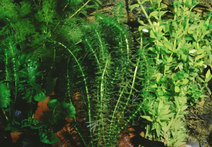 Vattenpest i akvarium, frodigt och grönt med små fiskar som simmar bland växterna.