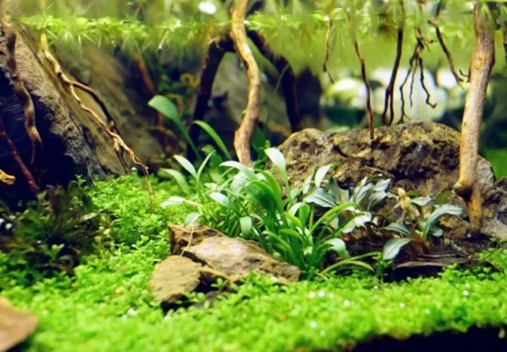En frodig undervattensvärld med en matta av små gröna blad, där Cryptocoryne parva växer bland stenar och drivved.