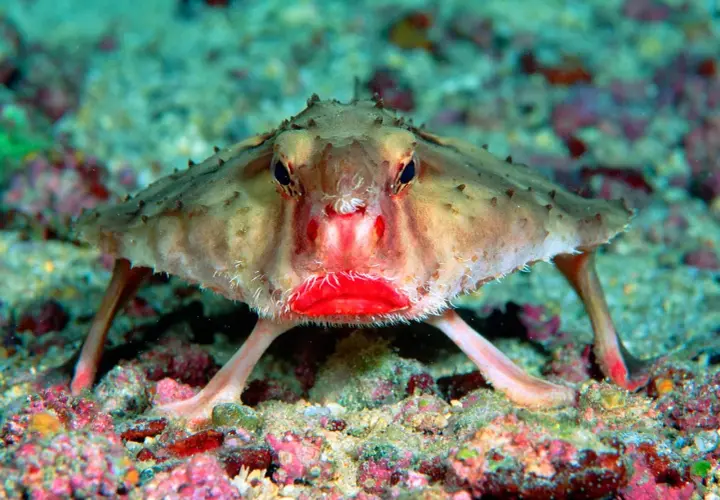 En märklig bat fish med lysande röda läppar sitter på havsbotten.