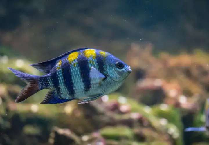 En randig fisk med gula fläckar simmar i ett akvarium. Undrar hur mycket kostar ett akvarium?