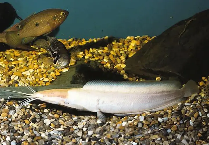 En ljus clarias fisk med långa morrhår ligger på grusig botten. Två andra fiskar simmar ovanför.