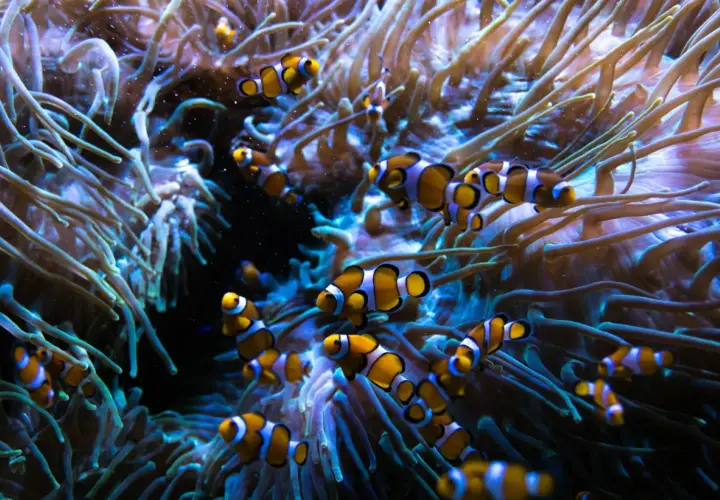En grupp clownfiskar simmar bland anemonens tentakler i ett akvarium.