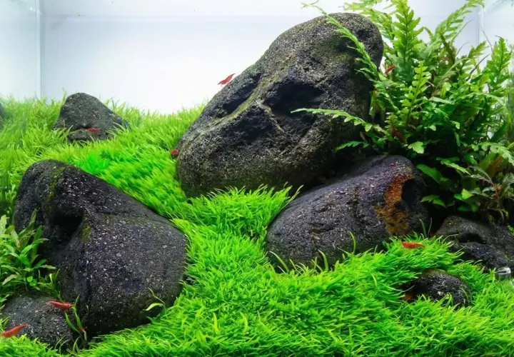 Akvarium med mossa, stenar och röda räkor. Eleocharis acicularis bildar en tät, grön matta.