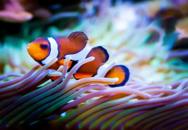 En clownfisk simmar bland färgglada anemoner.