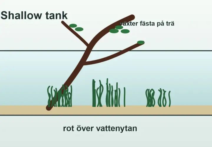 En rot från ett akvarium sträcker sig över vattenytan, med växter fästa på trädet.