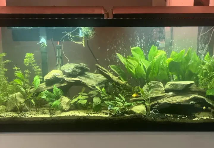 Ett frodigt 120 liter akvarium med många gröna växter, drivved och stenar. Några små fiskar simmar bland bubblorna.
