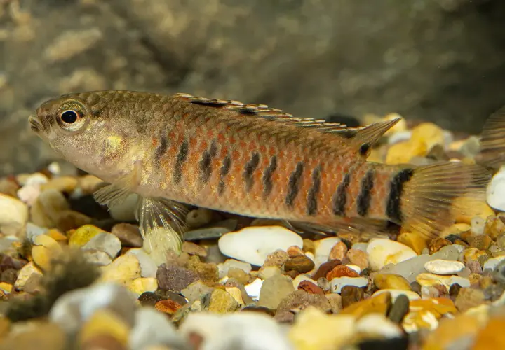 En randig fisk med orange och svarta markeringar simmar i ett saltvattensakvarium bland stenar.