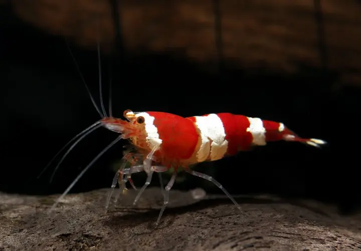 En rödvitrandig caridina räka med långa antenner står på en mörk yta.