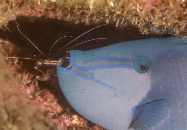 En niger triggerfish med blå ränder och en räka som putsar dess mun.
