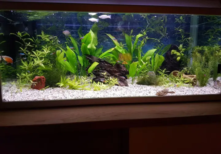 Vackert akvarium med frodiga växter och färgglada fiskar. En välskött miljö där vatten kemi är avgörande för trivseln.