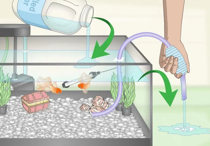Två fancy goldfish simmar i ett akvarium medan vatten hälls i och sugs ut.
