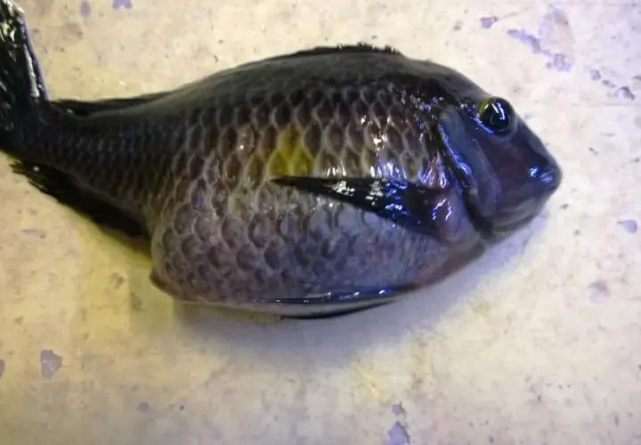 En uppblåst fisk med mörka fjäll och ett stort öga ligger på en ljus yta.