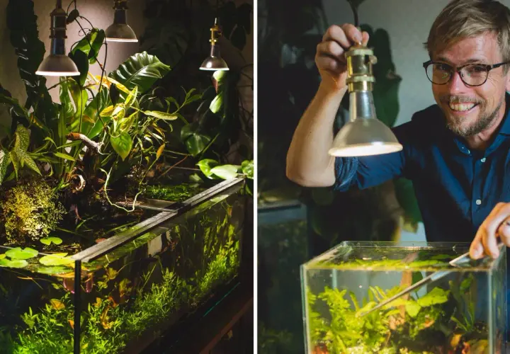 Man med glasögon justerar en frodig akvariumdesign med växter och vattenväxter under lampor.