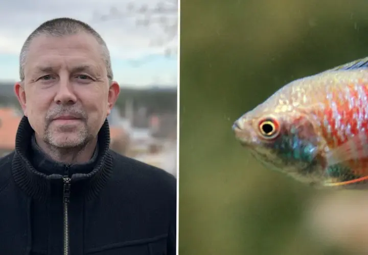 Man i svart jacka bredvid en akvariefisk. Höga halter av nitrit i akvarium kan vara skadligt för fisken.