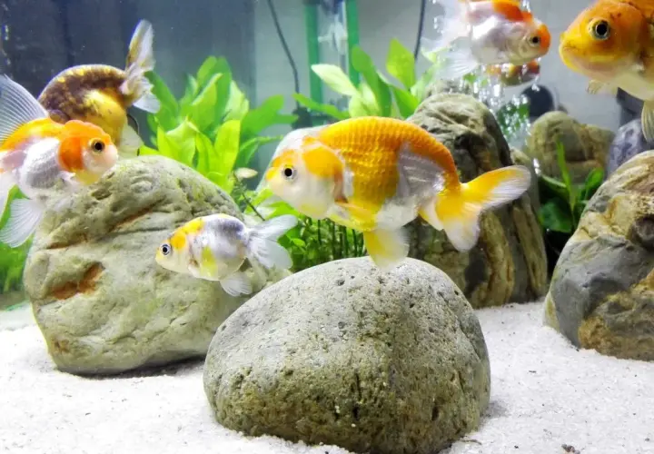 Guldfiskar simmar i ett akvarium med sandbotten och stenar. En vattentest görs för att säkerställa att allt är bra för fiskarna.