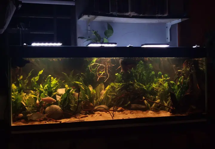 Ett välskött akvarium med frodig grönska, sandbotten och fiskar. Bottenfilter akvarium ger en ren miljö för livet i vattnet.