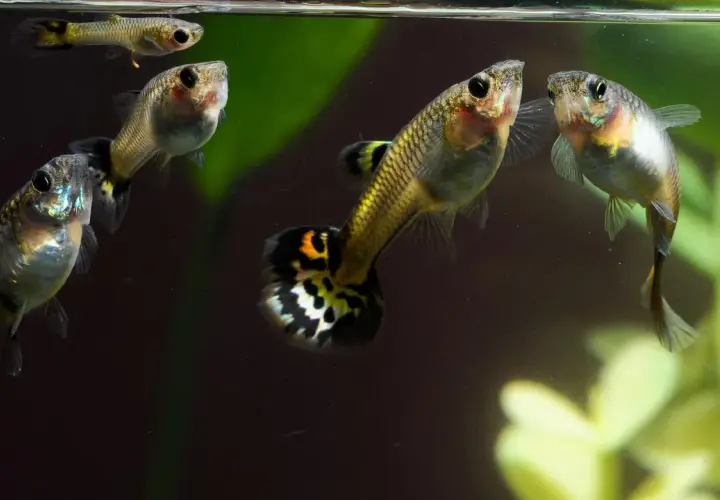 Guppys simmar i akvarium. Vattenkvaliteten, som hårdhet vatten Umeå, är viktig för deras välmående.