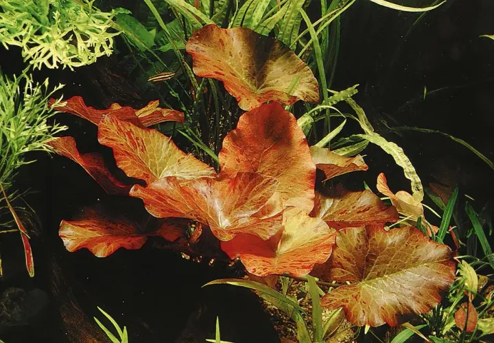 Vackra, flammiga blad av Nymphaea lotus i ett akvarium, omgivna av gröna vattenväxter och en liten fisk.
