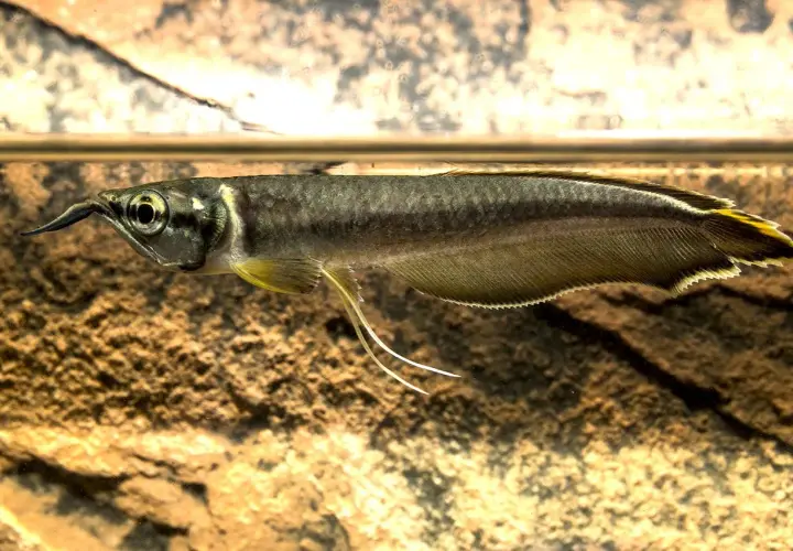 En silver arowana simmar nära ytan, dess fjäll glänser och dess skäggtömmar pekar framåt.