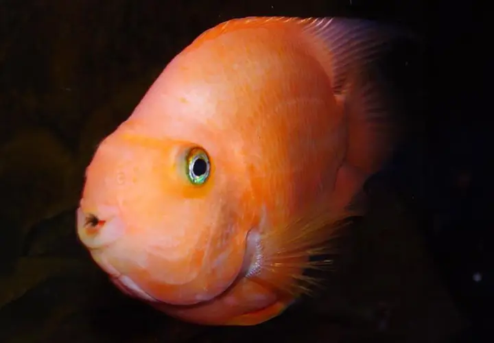 En orange papegojfisk med gröna ögon simmar i mörkt vatten.
