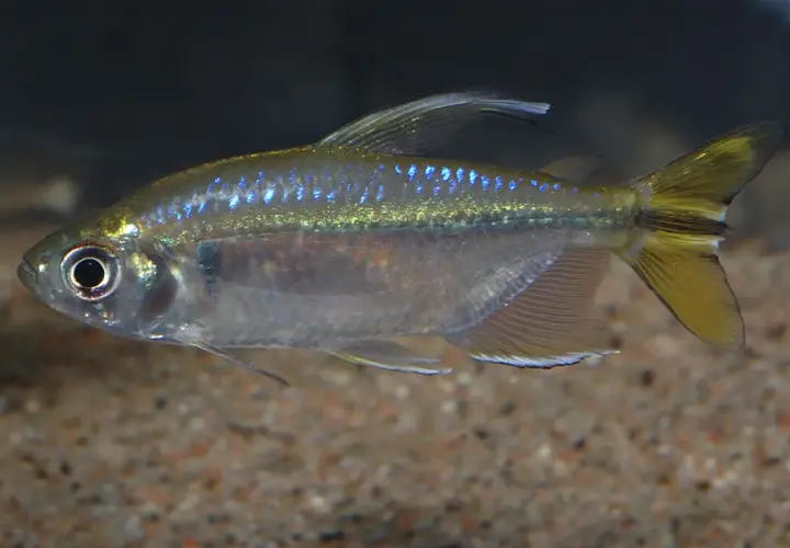 En congo tetra simmar i akvariet med sina glittrande blå prickar och gulaktiga stjärtfena.