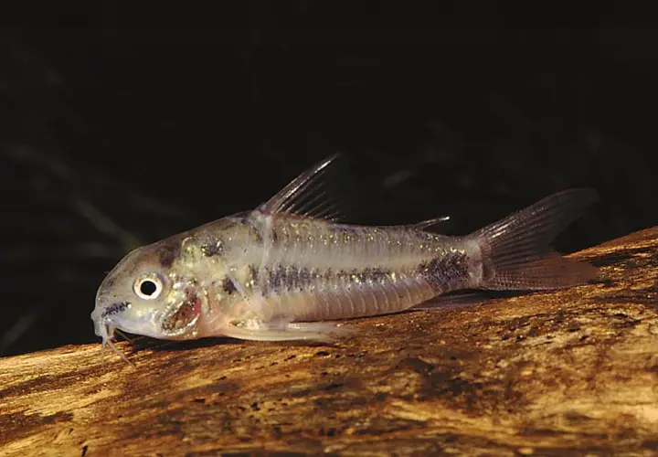 En liten Corydoras habrosus simmar på en träbit.