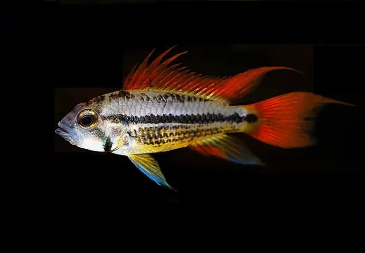 En Apistogramma cacatuoides med lysande orange fenor och en distinkt svart rand simmar mot en mörk bakgrund.