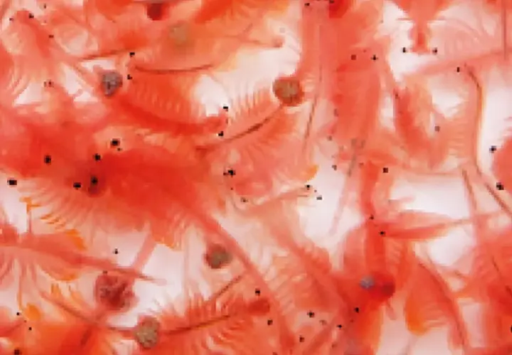 En närbild av många små, rosa artemia-räkor som simmar tätt tillsammans.