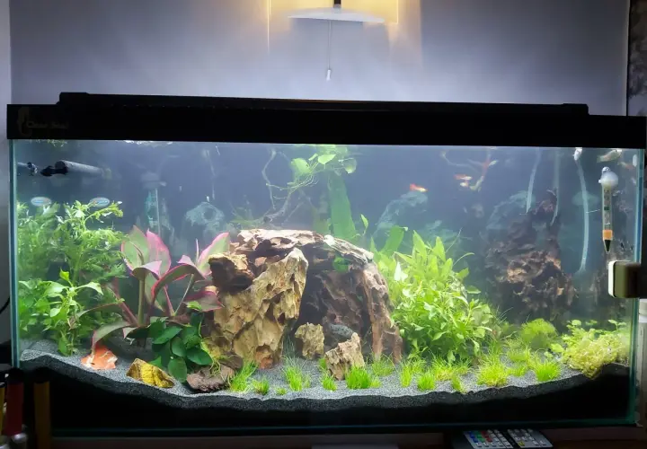 Vackert akvarium med fiskar, växter och stenformationer. En del av inredningen kan hjälpa till att sänka ph i akvarium.