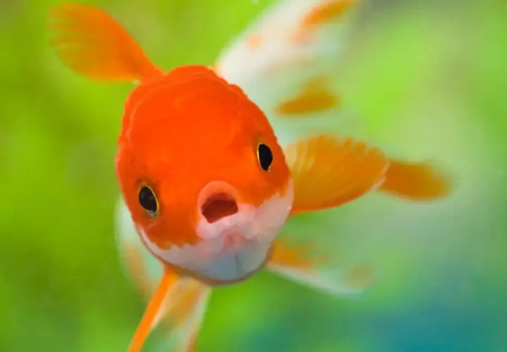 En orangefärgad lejonhuvudguldfisk simmar nära kameran med öppen mun.