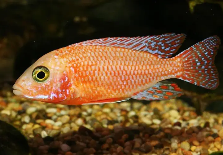 En eldig fisk med orange fjäll och blå prickar på fenorna simmar över en grusig botten.