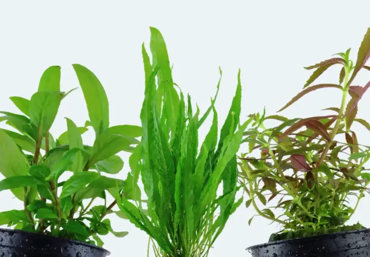 Three potted aquatic plants: green leafy, long green, and red-green leafy.