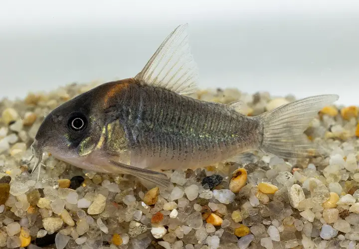 En Corydoras duplicareus simmar på grusig botten. Fisken har en mörkgrå kropp med skimrande sidor och en orangefärgad fläck på huvudet.